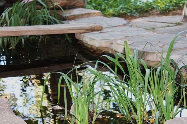 Garden Pond