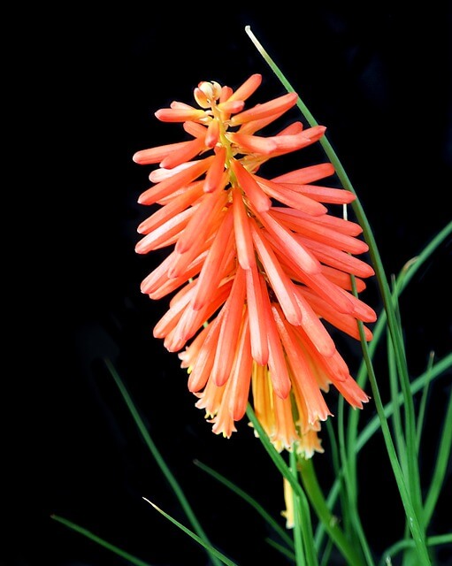 Red Hot Poker Flower