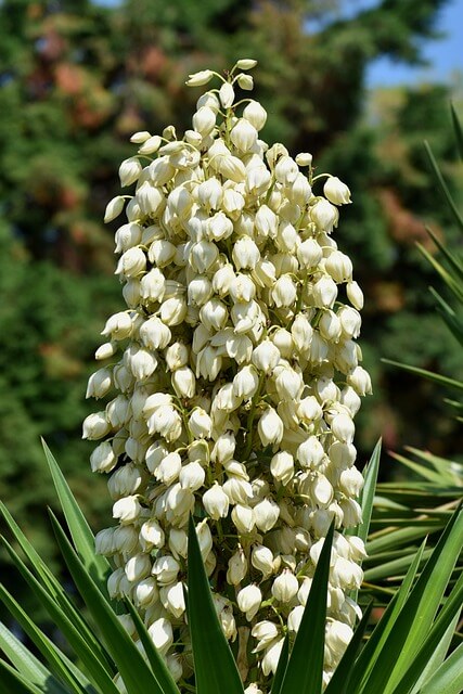 Yucca Plant and Flowers