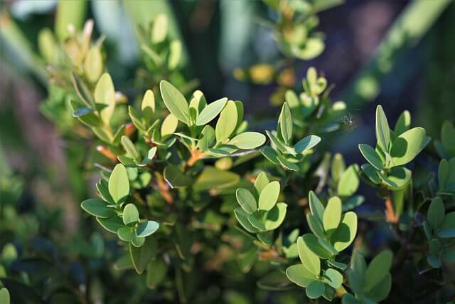 boxwood plant